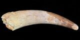 Rooted Pterosaur Tooth - Kem Kem Beds, Morocco #45330-1